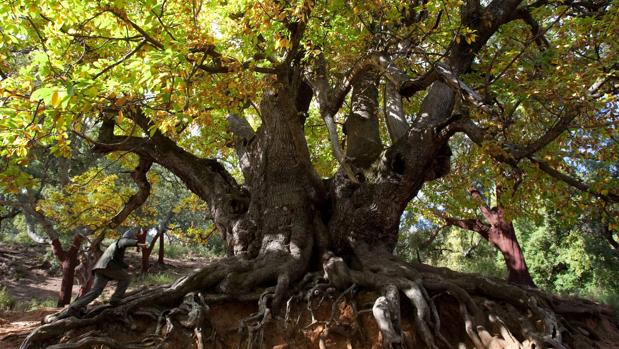 Imagen del árbol centenario en peligro de muerte